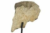 Dinosaur (Triceratops) Frill Shield Section w/ Stand - South Dakota #363559-1